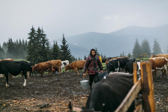 Карпатские пастухи превращают сыроварения в прибыльный бизнес