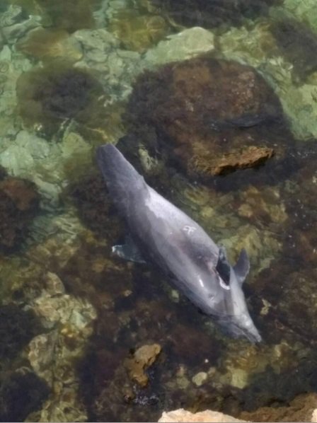 В окупованому Криму масово гинуть дельфіни.