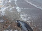 В окупованому Криму масово гинуть дельфіни.