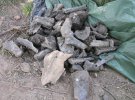 В центре Калуша при строительстве фонтана выкопали более 100 фрагментов костей животных