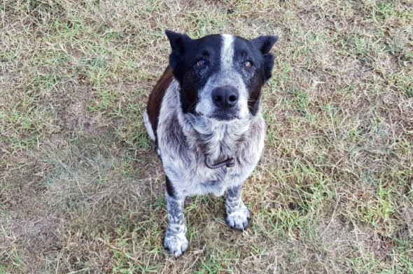 17-річний пес Макс протягом дощової ночі не відходив від 3-річної Аврори, яка загубилася в чагарникових зарослях штату Квінсленд.