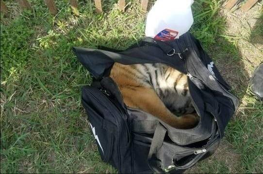 Контрабандисты пытались перенести тигренка в спортивной сумке