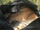 Контрабандисти намагалися перенести тигреня у спортивній сумці