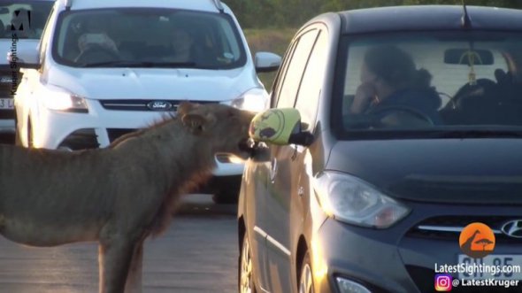 Голодный лев пытался зубами открыть дверцу машины, в которой сидели люди.