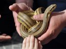 Фестиваль змій в Італії присвячений святому Доменіку