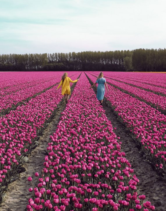 Цвітіння тюльпанів: одночасно зацвіло 7 мільйонів квітів