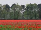 Цветения тюльпанов: одновременно зацвело 7000000 цветов