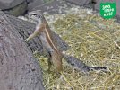У київському зоопарку з'явилися африканські земляні білки