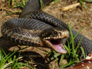 На Прикарпатье змеи атакуют: трое детей попали в реанимацию
