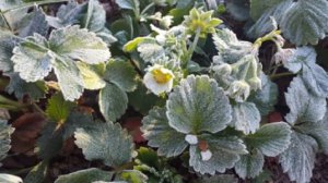 В Україну ідуть заморозки, а вслід — задощить у всіх регіонах