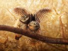 Тайский фотограф Саси Смита сделал героями своего фотопроекта диких сов