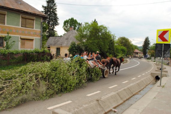 Мужчины везут березу в украинском селе  Рона-де-Сус, Румыния
