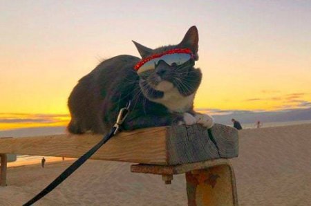 Мережу підкорює кішка Бейгл, яка носить одяг і сонячні окуляри