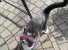 Сеть покоряет кошка бейгл, которая носит одежду и солнечные очки