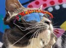 Мережу підкорює кішка Бейгл, яка носить одяг і сонячні окуляри