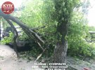 В центре Киева дерево упало на автомобили марок Range Rover и Mercedes