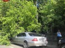 В центрі Києва дерево впало на автомобілі марок Range Rover і Mercedes