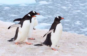 Исследователи обнаружили окаменелые останки древнего пингвина, его возраст оценивают в 61 млн лет. Фото: Dariknews