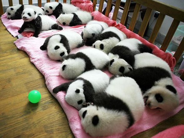 Заповідник у Китаї - найкраще місце для збільшення популяції панд