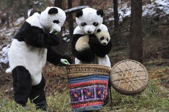 Волонтеры в костюмах панд выпускают в естественную среду одного из новорожденных