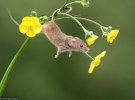 Фотограф Дін Мейсон говорить, що видиратися на кульбабу у звичній для их акробатичній манері — їхня природа. 