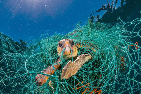 Стара пластикова рибальська сітка заплутала черепаху в Середземному морі біля Іспанії. Черепаха могла витягнути шию, щоб ковтнути повітря, але померла б від голоду, якби фотограф її не звільнив