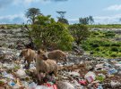 Тваринам доводиться жити в світі пластикового сміття. Як цим гієнам у ефіопського міста Харер. Вони прислухаються, коли приїдуть сміттєвози, а потім шукають їжу в смітті.