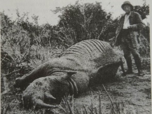 Владислав Городецкий с убитим носорогом