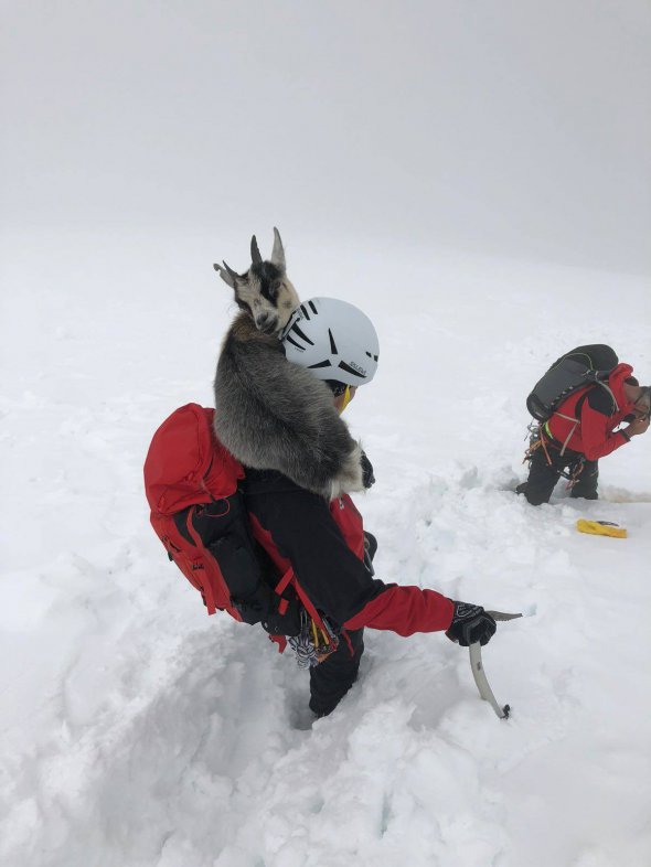 Альпинисты несли на плечах козу, которая бродила на высоте 3,5 м