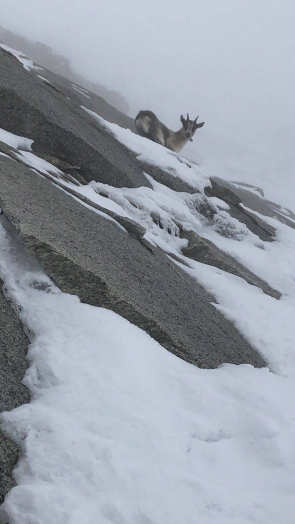 Альпіністи несли на плечах козу, яка бродила на висоті 3,5 м