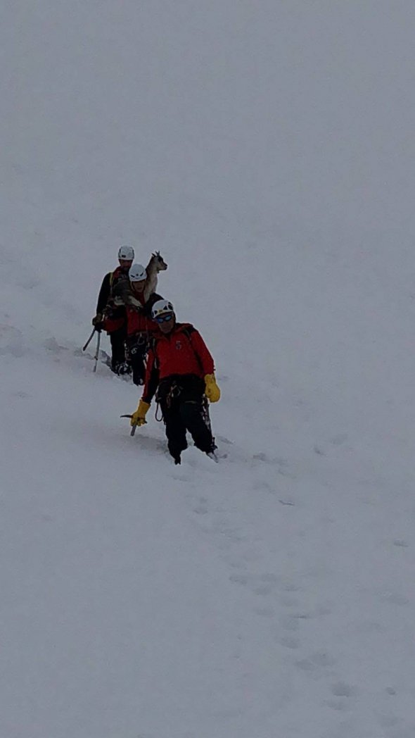 Альпинисты несли на плечах козу, которая бродила на высоте 3,5 м