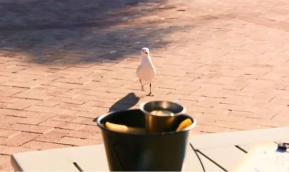 Чайки тероризують клієнтів і крадуть обід з їхніх тарілок. 