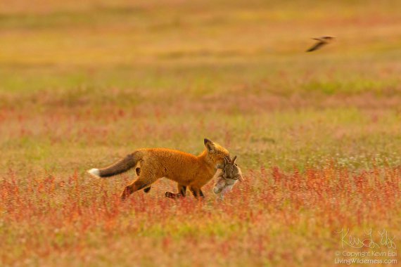  Кевін Ебі сфотографував, як  білоголовий орел і руда лисиця боролися за кролика