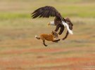  Кевин Эби сфотографировал, как белоголовый орел и рыжая лиса боролись за кролика