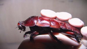 На Дне Индийского океана нашли таракана впечатляющих размеров. Фото: Izhvorota