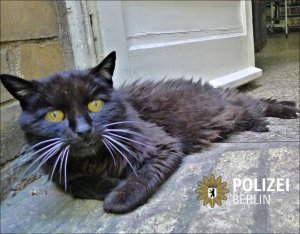 Чорний кіт Кімба повернувся додому після 18-річної мандрівки