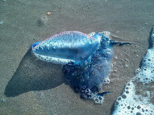 Морський делікатес: вчені виготовили чіпси з медуз