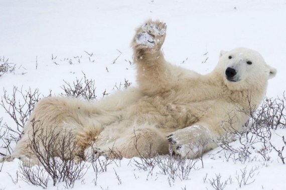 Фотоработы участников Comedy Wildlife Photography Awards