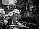 Фотограф показала на снимках кошачье счастье