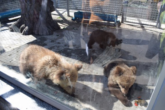 У Вінницькому Подільському зоопарку відкрили ведмеже містечко