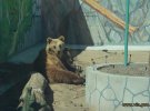 В Винницком Подольском зоопарке открыли медвежье городок