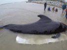 У шлунку кита виявили 8 кг пластикового сміття