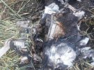 На Донбасі знищили російський БПЛА "Орлан-10"