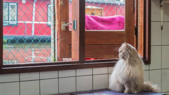 В Амстердамі дім для безпритульних котів розміщено на воді