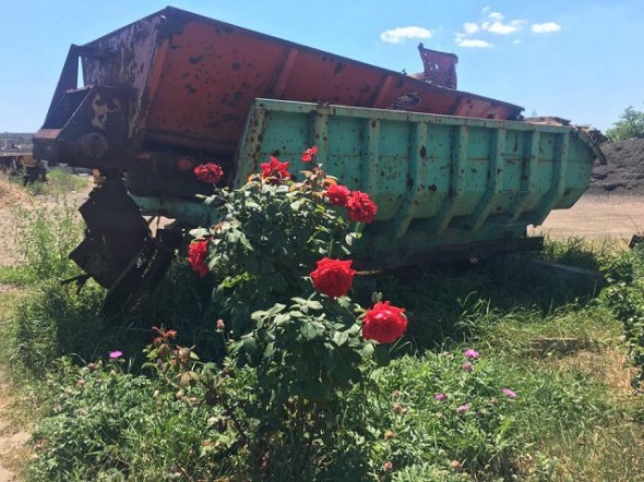 У зоні бойових дій сфотографували троянди