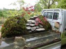 Міні сад:  придумали незвичайний спосіб перевозити дерева