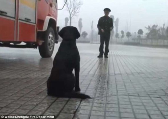 Жу та його собака Тянфу працювали разом 8 років