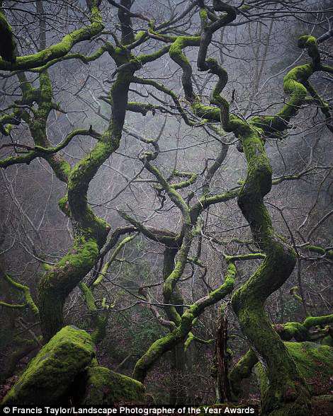 Участник Френсис Тейлор снял деревья в Peak District National Park, Дербишир