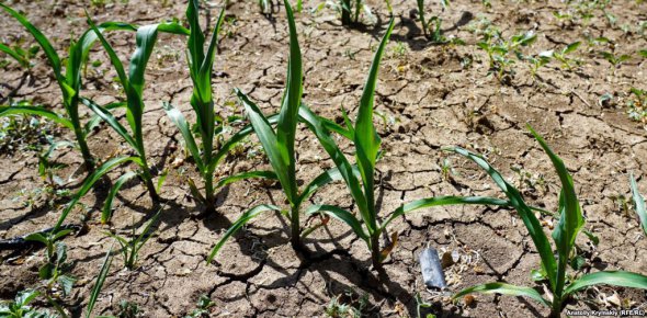 Земля на кукурузном поле потрескалась от жары. За всю весну дождь в Правде падал трижды