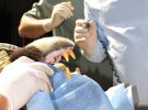 У Києві гімалайським ведмедям запломбували зуби і зробили манікюр